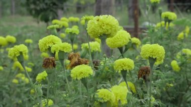 Canlı Marigold Çiçeği Bunch - Taze Bahçe Güzelliği