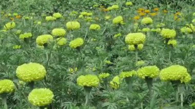 Zarif Yeşiller Bahçesi Mozaik Çiçekler