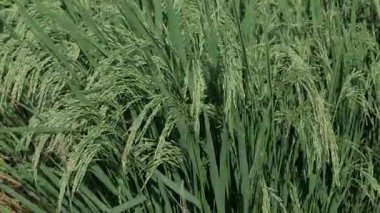 Canlı Pirinç Tarlası Sersemletici Yeşil Çiçek