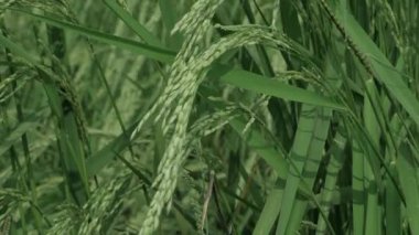 Muhteşem Pirinç Tarlaları Canlı Yeşil Tarlalar Bekliyor