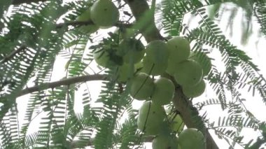 Cömert bir Amla Hasadı Meyve Enerjisine Taze Bir Bakış