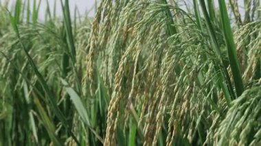 Canlı Pirinç Bitkileri Yakın Çekim Doğa Ödülüne Bakar