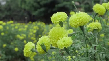 Canlı Kadife çiçekleri - Doğanın Lezzeti