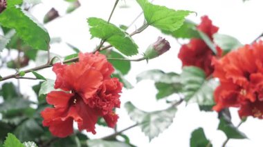 Canlı Kırmızı Çiçek Zarafeti Bir Çiçek Güzelliği