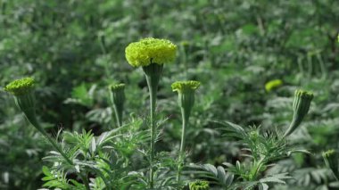 Neşeli Hint Sabah Çiçekleri ile Gününüzü Parlatın