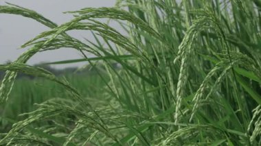 Pirinç Tarlalarının Ötesinde Doğaya Yolculuk Dokuma Örme Örtü