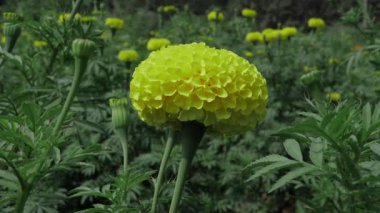 Canlı Sarı Marigold Çiçeği Neşeli bir Bahçe Parıltısı
