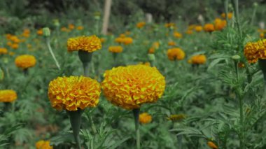 Canlı Sarı Kadife Çiçekleri Çiçek Bahçesini Canlandırıyor