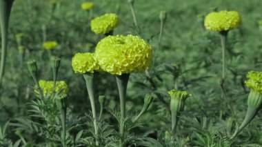 Canlı Sarı Çiçekler A Doğal Lezzet