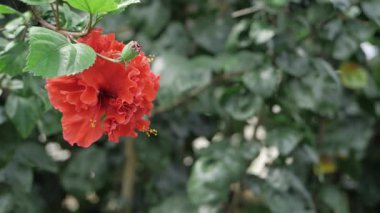 Vahşi doğadaki canlı Kırmızı Çiçekler