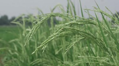 Rice Field Serene Fısıldayan Yeşiller