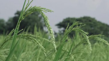 Hafif bir esinti Pirinç Tarlalarının kalbine bir yolculuk