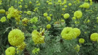 Canlı Kadife Çiçekleri - Tam Dönüşümlü Bahçe Çiçeği