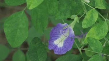 Canlı Petunya Yaprakları Doğa Güzelliğine Yakından Bir Bakış