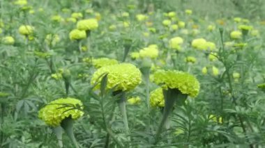 Canlı Yeşil Çiçek Zarafeti Bir Çiçek Saadeti