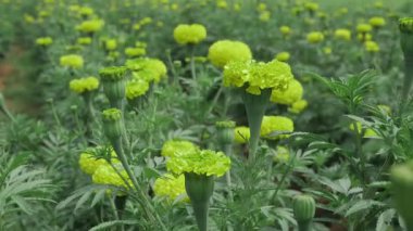 Sarı Çiçek Mutluluğu Canlı Bir Bahçe Zevki