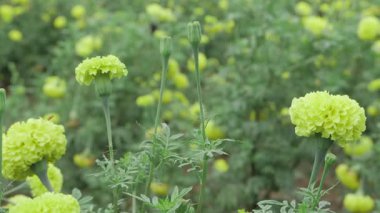 Parlak ve Güzel - Hint kadife çiçekleri