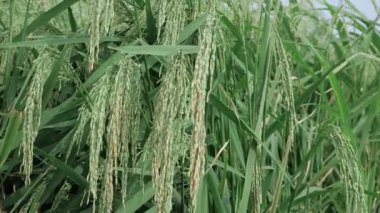 Canlı pirinç tarlaları Yeşil tuval