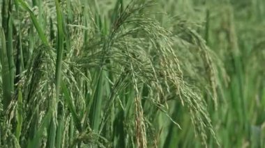 Canlı Pirinç Tarlası Büyüyen Çiftlik Alanı