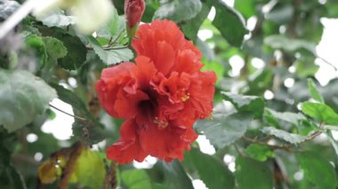 Dolu Açan Kırmızı Çiçek Doğa Güzelliğine Yakından Bir Bakış