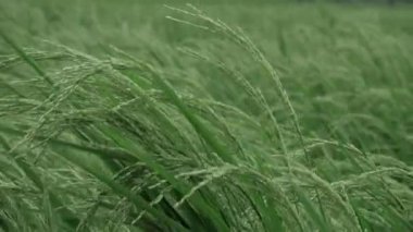 Zarif Pirinç Kürekleri Doğada Görsel Bir Yolculuk Sessiz Fısıltılar