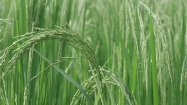 Canlı pirinç tarlaları Yeşil Senfoni