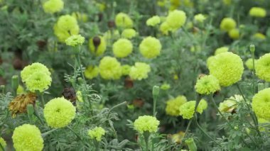 Canlı Sarı Kadife çiçekleri - Doğanın Paletinde Bir Çiçek Saadeti