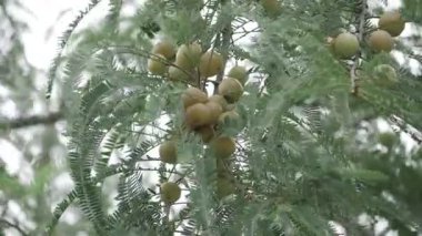 Amla Fruit 'un Yakın Çekimi Doğal Bir Güzelliği Çalkaladı