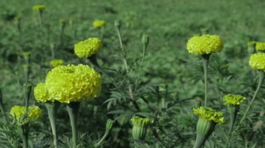 Serene Yellow Flowers  A Visual Oasis