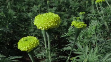 Canlı Sarı Çiçekler Bir Yakın Çekim Bahçe Zevki