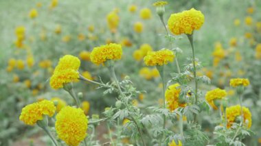 Canlı Sarı Hint Marigoldları - Görsel Ziyafet