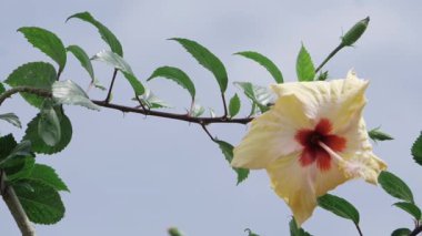 Muhteşem Hibiscus Petal Zarifçe Açılıyor