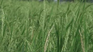 Canlı Pirinç Bitkileri Vahşi Doğada Yeşillik Çiçeği