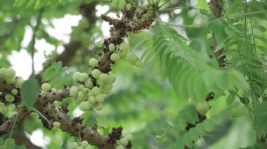 Hayat dolu Amla Ağacı Sağlıklı Güzellik İçin Bol Meyve