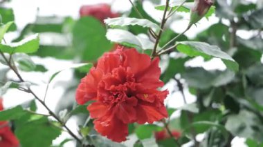 Canlı Kırmızı Orkide Yaprakları Çiçek Açtı