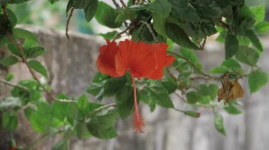 Canlı Kırmızı Çiçek A Doğa Güzelliği Yapraklar