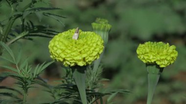 Canlı Hint Mari Altın Çiçekleri Dolu Çiçekler
