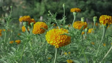 Çarpıcı Sarı Çiçek Büyüleyici Güzelliği Göster