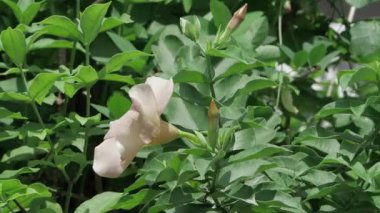 Zarafetin Beyaz Taçyapraklarındaki Saflık