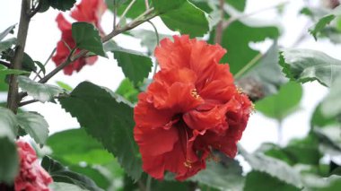 Canlı Kırmızı Çiçek Zarafeti Yakın Çekim Çiçeği Keyfi