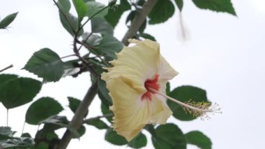 Canlı Lilo Çiçeği Enfes Güzelliğin Çiçeği