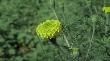 Muhteşem Hint Marigold 'una Altın Taç Yaprakları Mucizesini Kucakla