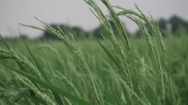 Yukarıdan Bir Görüş Alanına Canlı Pirinç Bitkileri