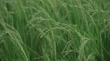 Canlı pirinç tarlaları Doğal bir manzaradır.