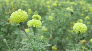 Canlı Hint kadife çiçekleri - Doğa 'nın Lezzeti