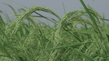 Pirinç Tarlalarını Yükseltmek Yeşil Çimenler Arasında Yakın Bir Yolculuk