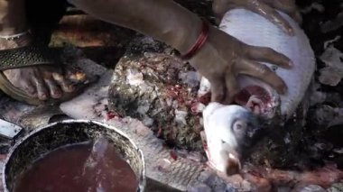 Çiğ Balık Tutma ve Hazırlama