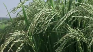 Canlı pirinç tarlaları Yeşil Yapraklar Senfonisi