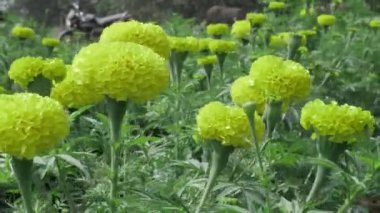 Canlı Sarı Kadife Çiçekleri Doğa Bahçesinde Çiçek Lezzeti