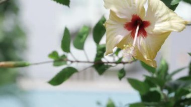 Sersemletici Çiçek Yakından, Berrak ve canlı Hawaii papatyalarına bakın.